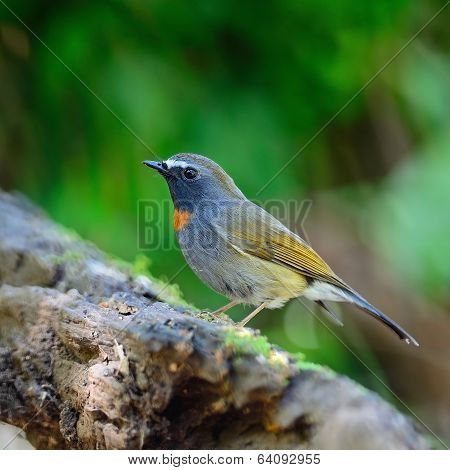 Male Rufous-gorgeted Flycatcher