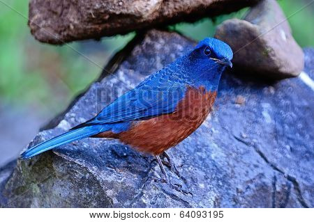 Male Chestnut-bellied Rock-thrush