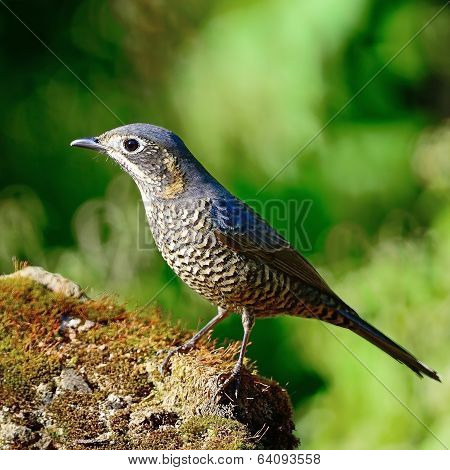 Female Chestnut-bellied Rock-thrush