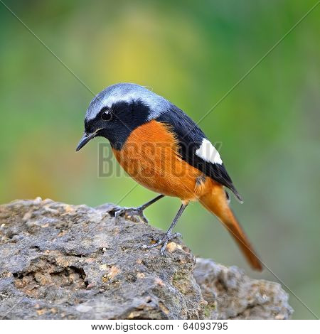 Male Daurian Redstart