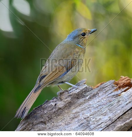 Female Large Niltava