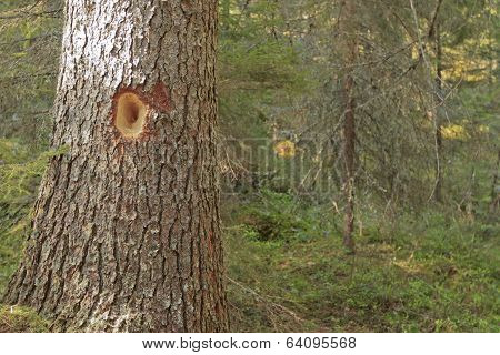 Close-up of spruce trees.
