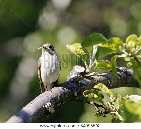 A female flycatcher sits on a twig.