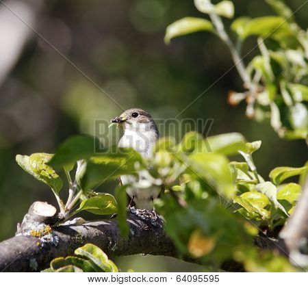 A female flycatcher sits on a twig.
