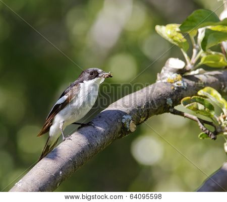 A male flycatcher sits on a twig.