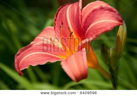 แดง Lilia Flower