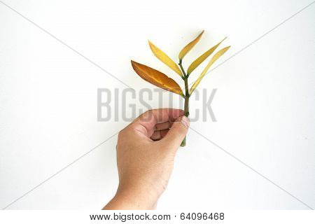 yellow treetop picking with human hand