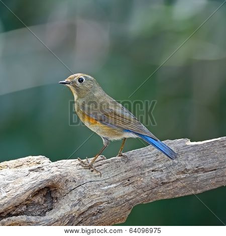 Female Red-flanked Bluetail