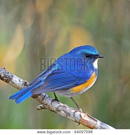 Male Himalayan Bluetail