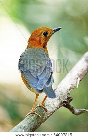 Orange-headed Thrush