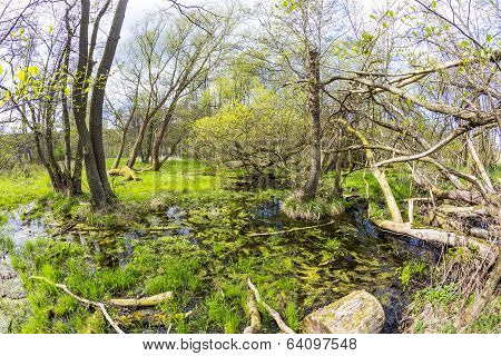 Romantic Forest In The Nature Park Gnitz