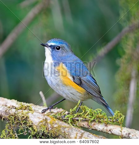 Male Red-flanked Bluetail
