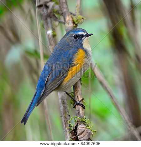 Male Red-flanked Bluetail
