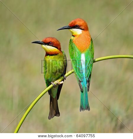 Chestnut-headed Bee-eater