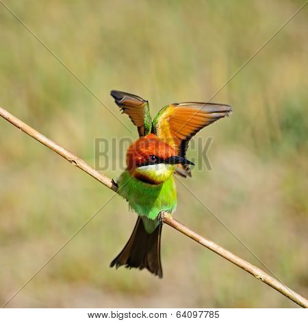 Chestnut-headed Bee-eater