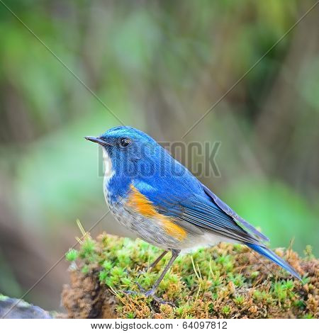 Male Himalayan Bluetail