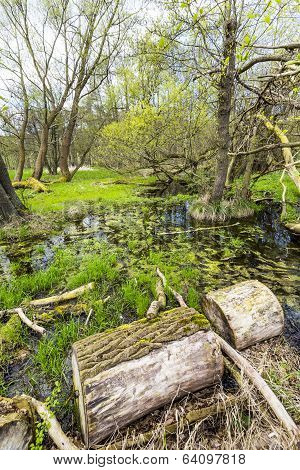Romantic Forest In The Nature Park Gnitz