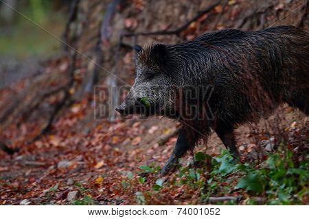 Wild boar