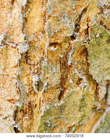 Termite Nest On Bark