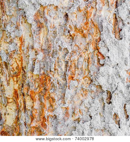 Termite Nest On Bark