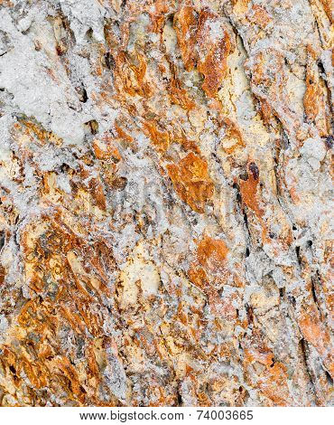 Termite Nest On Bark