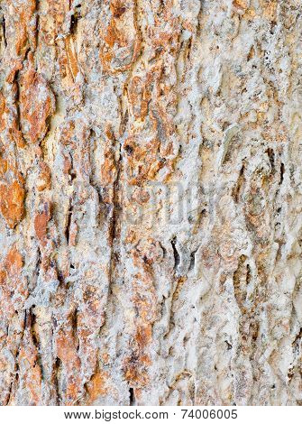 Termite Nest On Bark