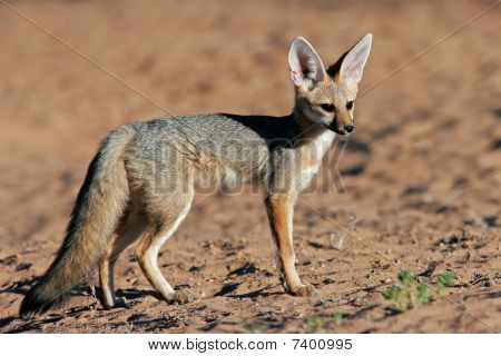 Cape Fox