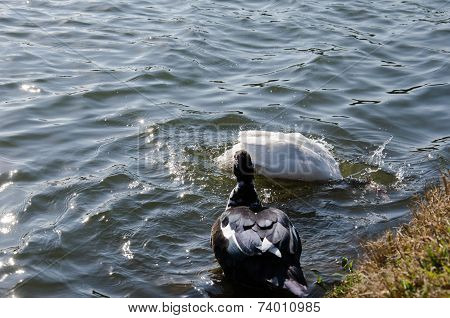 Geese from Lake St. Bernard - St. Francis / RS - Brazil