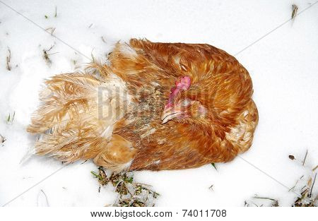 Dead Chicken
