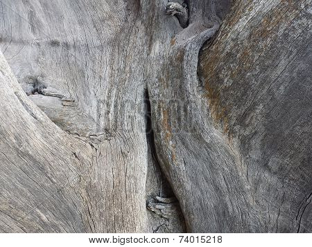 Old man Juniper
