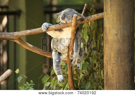 Koala by itself eating.