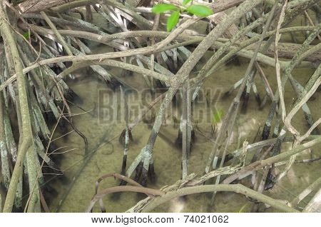 Mangrove Roots