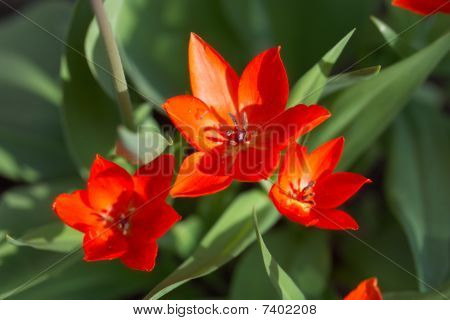 czerwony tulipan