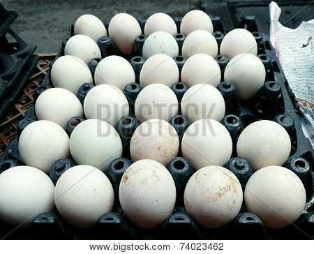 Fresh Eggs