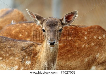 Fallow Deer Calf Curious Face