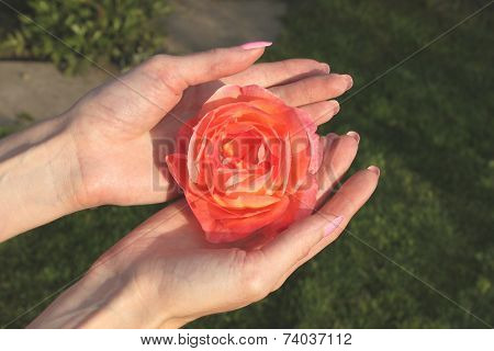A girl holds red rose flower by hands with beautiful manicure in a dacha garden
