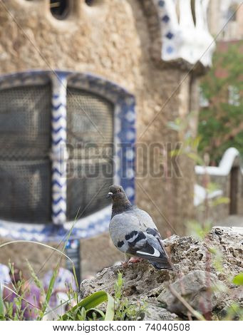 Dove In The Park Guell
