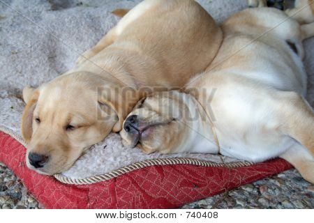 Cuccioli di Lab dormire