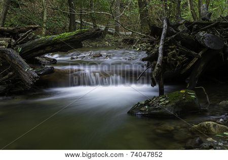 In The Forrest