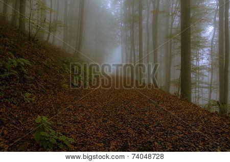 Leaves On A Forest Path