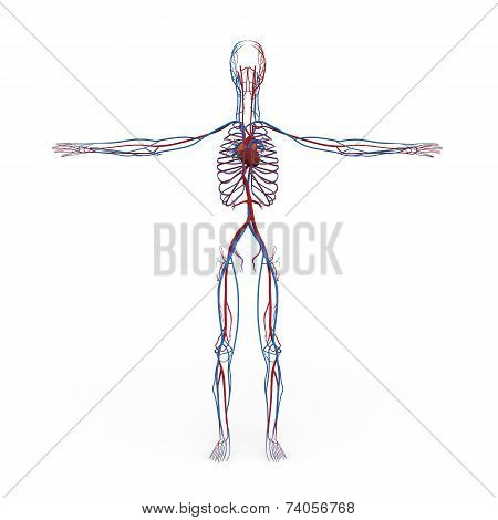 Male Anatomy Circulatory Heart Veins Ateries