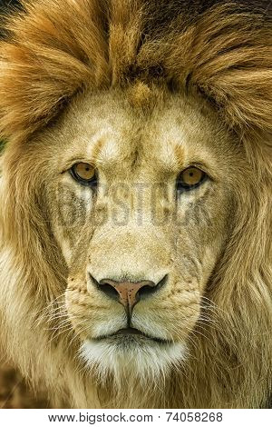 Lion Head