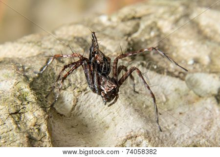 Macro Shoot Of A Tarantula Spider Over A Wooden Table, Poison Insect.