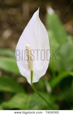 Fiori di giglio bianco dettaglio Spata