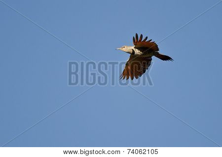 Northern Flicker Flying In A Blue Sky