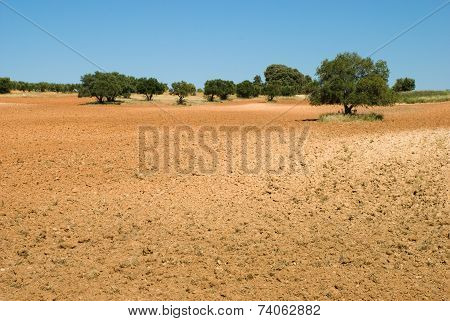Fallow Field