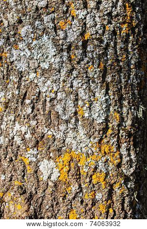 Bark