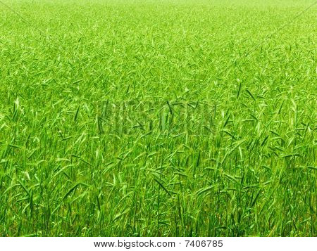 ฟิลด์ wheaten
