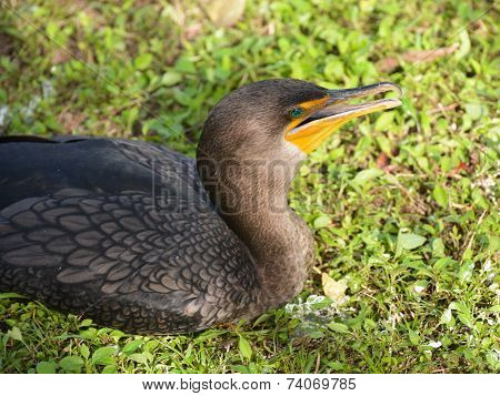 Double-crested Cormorant, Everglades, Florida