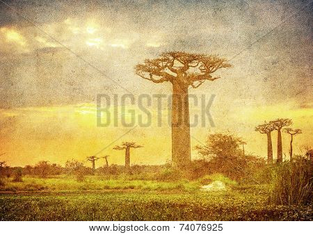 Vintage Image Of Baobabs Avenue, Madagascar